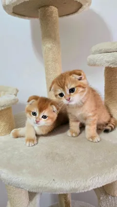 Шотландские короткошерстные котята ищут новый дом и дружбу