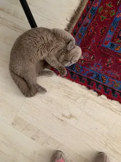 Британский кот ищет кошечку для вязки с отличными условиями