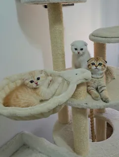 Шотландские короткошерстные котята ищут новые loving дома