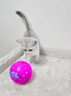 Шотландские короткошерстные котята ищут новый дом и семью