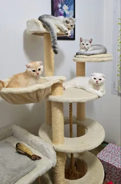 Шотландские короткошерстные котята ищут новый дом и любящую семью