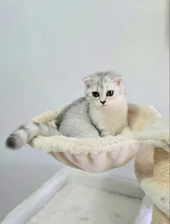 Шотландские короткошерстные котята ждут нового хозяина