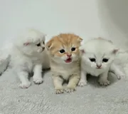 Шотландские короткошерстные котята ищут новый уютный дом