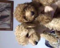 Продаются очаровательные щенки пуделя и помесь терьера с шпица