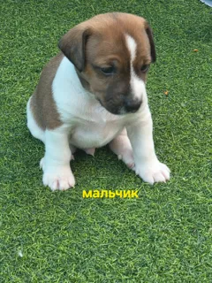 Продаются щенки джек рассел: 3 девочки и 1 мальчик