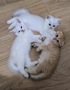 Шотландские короткошерстные котята ищут новый дом в Израиле