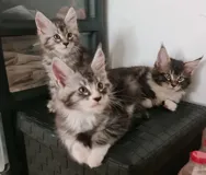 Котята Мейн Кун ищут хозяев, первая прививка сделана, скидка