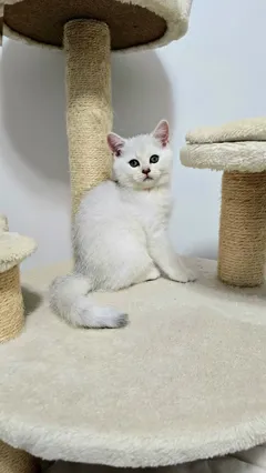 Шотландский короткошерстный котик ищет новый дом, ласковый и игривый