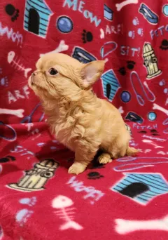 Длинношерстные мальчики чихуахуа, родились 05/09/2025,