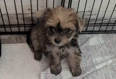 Продаются щенки йоркширского терьера с прививками и профилактикой