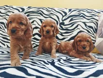 Продаются щенки английского кокера-спаниеля, девочки 19.09.25,
