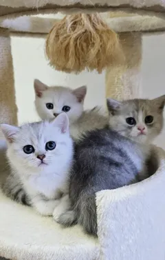 Шотландские короткошерстные котята ищут новый дом для проживания