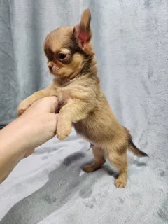 Продается щенок чихуахуа с прививкой и возможностью доставки