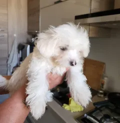 Продаются игривые щенки мальтеза с прививками и приученные к пеленке