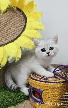 Продаются ласковые шотландские котята, готовы к новому дому