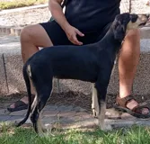 Ищем любящих родителей для прекрасного щенка салюки