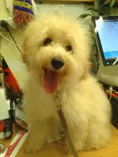 Продается умный и красивый щенок пуделя с прививками