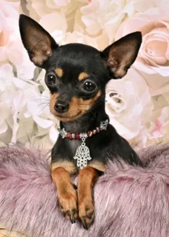 Щенки русского тоя с родословной и прививками из официального питомника