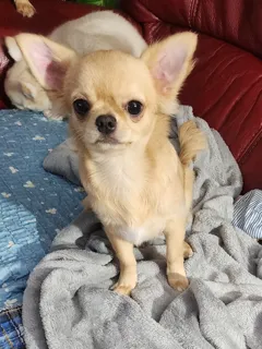 Продается мальчик чихуахуа, 7 месяцев, с прививками