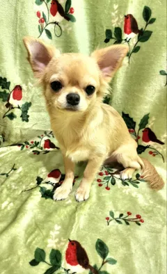 Продается чихуахуа, 7 месяцев, с полными прививками