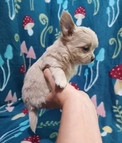 Щенки чихуахуа длинношерстные ищут новые любящие семьи