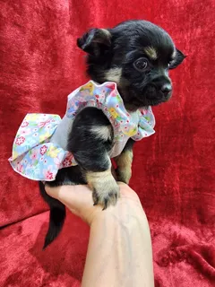 Щенки чихуахуа длинношерстные ждут новых хозяев