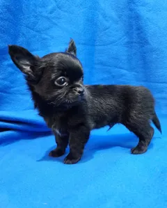 Щенки чихуахуа, мальчики длинношерстные, с прививкой, возможна