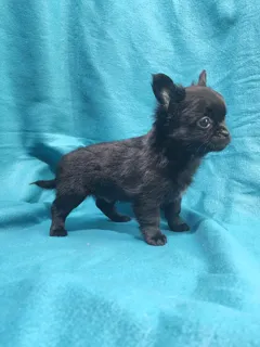 Щенки чихуахуа, мальчики длинношерстные, с первой прививкой и достав