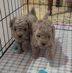 Продаются мальчики той пуделя. Готовы к переезду в новый дом