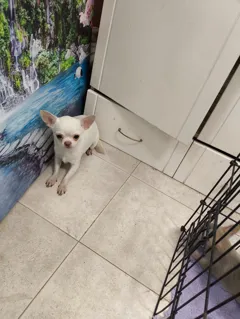 Продаются чихуахуа: ласковые щенки и взрослые собаки от питомника