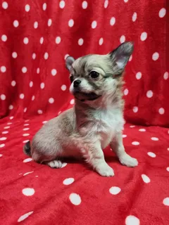 Продается длинношерстный мальчик чихуахуа с первой прививкой