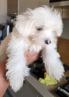 Продаются игривые щенки той мальтез с трех прививками