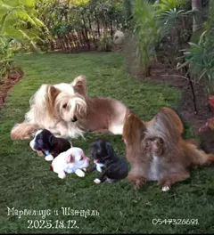 Щенки Китайской Хохлатой собачки, отличные для квартирного содержания