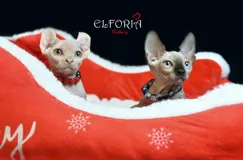 Котята Канадского сфинкса ищут заботливых родителей с документами