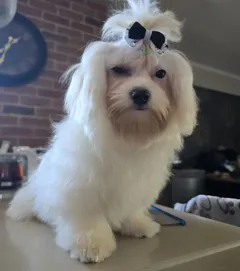 Продаются щенки той мальтез с прививками и хорошим характером