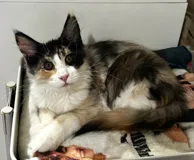 Продается игривый котенок породы Мейн-Кун, 4 месяца, все прививки готовы