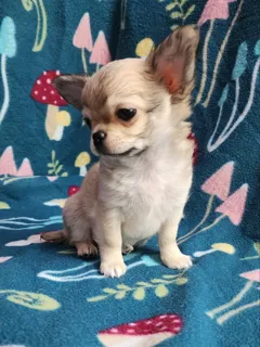 Длинношерстные мальчики чихуахуа ищут новый дом с доставкой