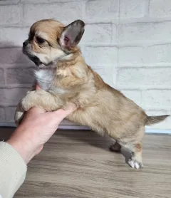 Длинношерстные чихуахуа ищут новый дом, возможна доставка