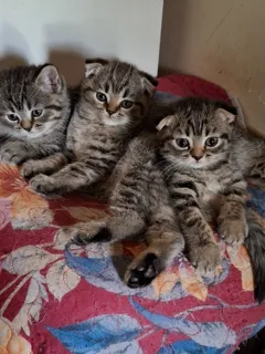 Продаются ласковые шотландские котята в Беер-Шеве, 2,5