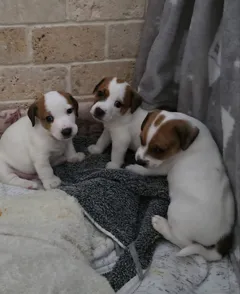 Прекрасные щеночки джек рассел терьера готовы к резервированию