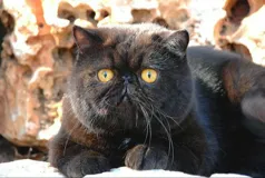 Великолепные кошки ждут вас на встрече в Dog Club Israel