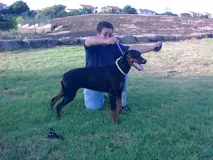 Дрессировка и воспитание собак для семей с особыми потребностями