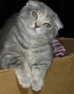 Прелестные котята: лилово-голубые табби и черепашки, 3