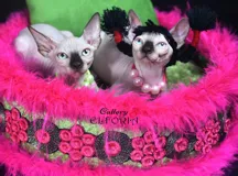 Котята Sphynx и Bambino с документами, привиты и приучены к лотку