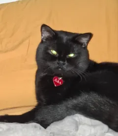 Шотландский вислоухий кот черной окраски ищет кошку для вязки