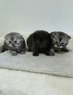 Шотландские короткошерстные котята ищут новый дом в Израиле