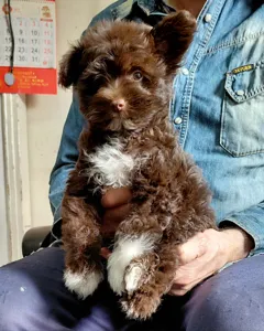 Щенки Китайской Хохлатой собачки в шоколадном окладе ждут вас