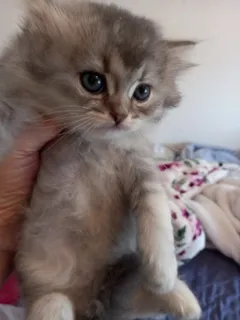 Очаровательный шотландский мальчик ищет заботливых хозяев