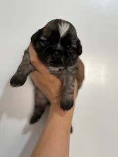 Продаются здоровые щенки ши-тцу с хорошей генетикой