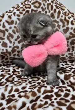 Шотландские короткошерстные котята ищут новый дом в Израиле